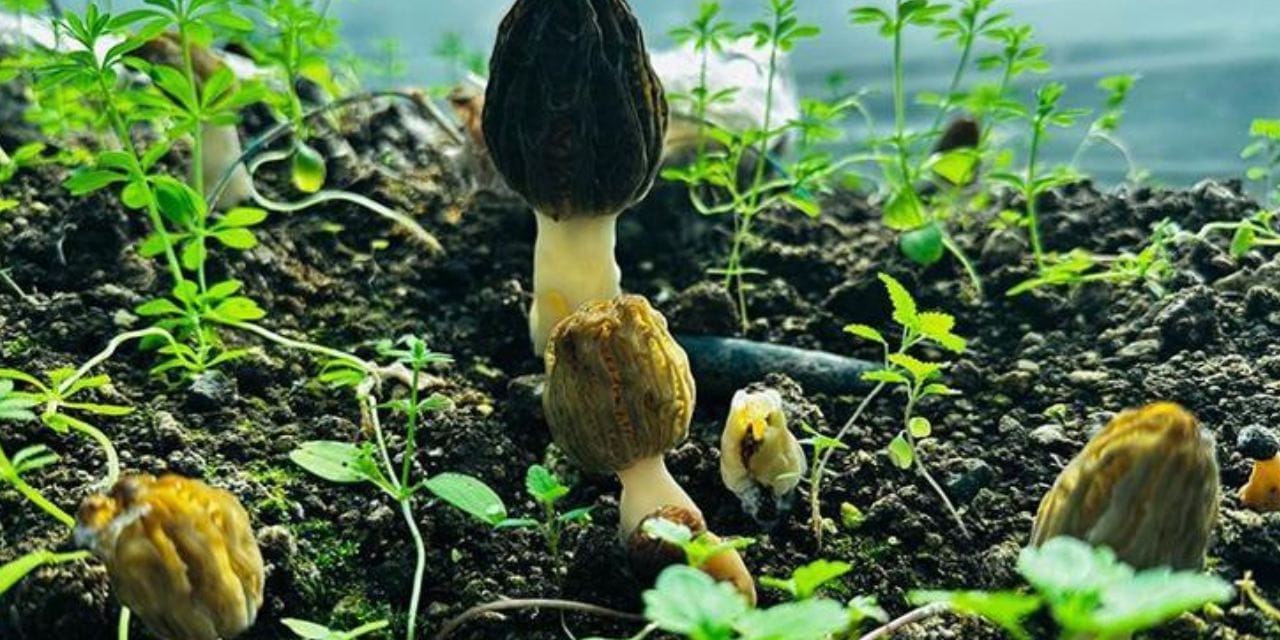 Mersin’de yetişip kilosu 5 bin liraya satılan mantar 5 milyon dolar kazandırdı