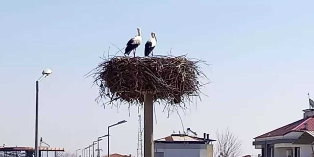 Baharın müjdecisi geldi: İlk leylekler yuvalarına yerleşti