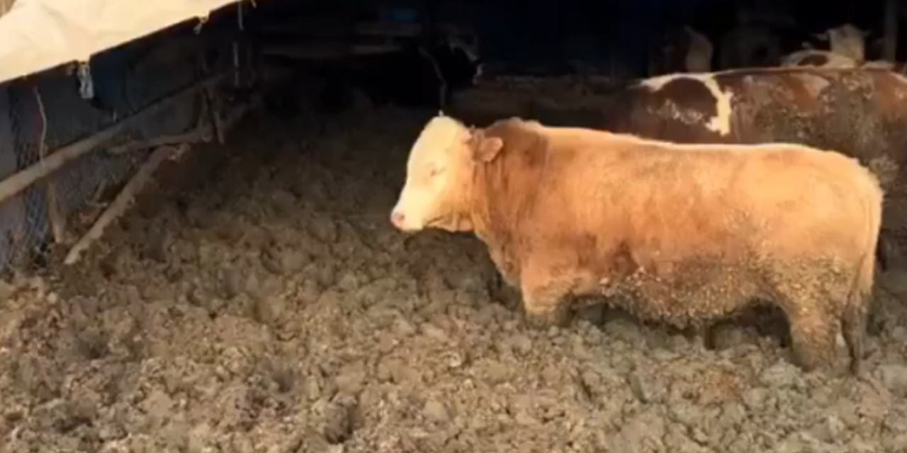 Çamurda tutulan hayvanlar için Bakanlık harekete geçti: İnceleme başlatıldı