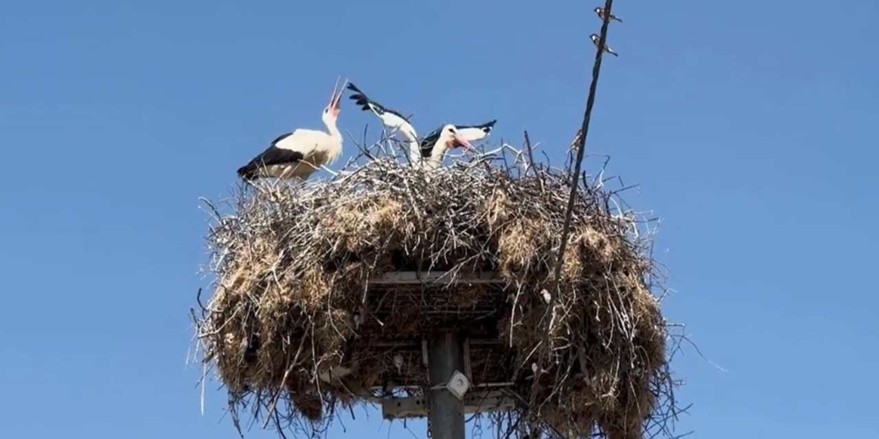 Yaren Leylek eşi Nazlı'ya kavuştu!
