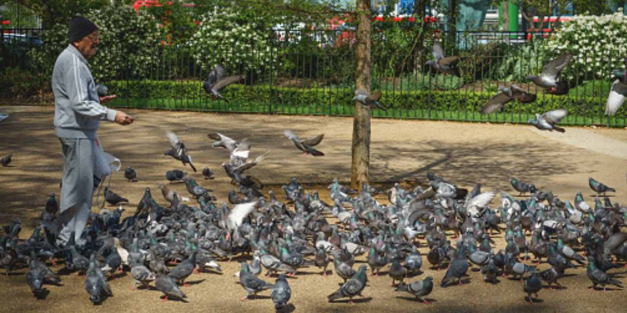 Kuş besleyenlere hapis cezası verecekler: Her yere tabela astılar