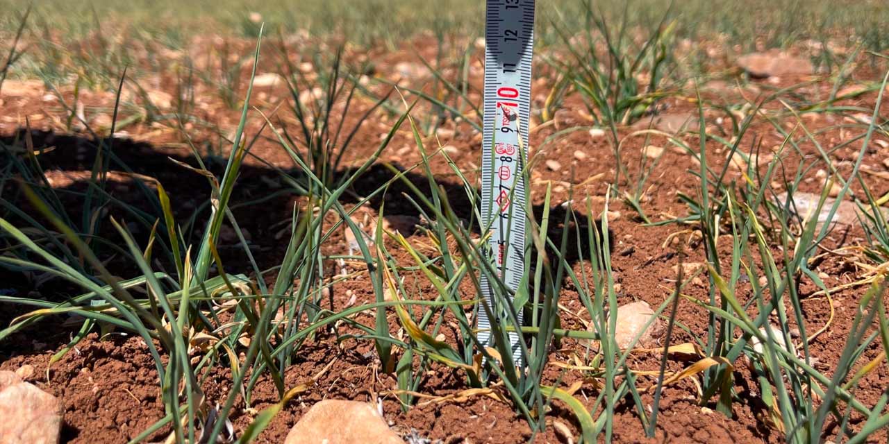 10 yıl sonra yasak kalktı: İran savaşı sonrası Türkiye’de serbest oldu