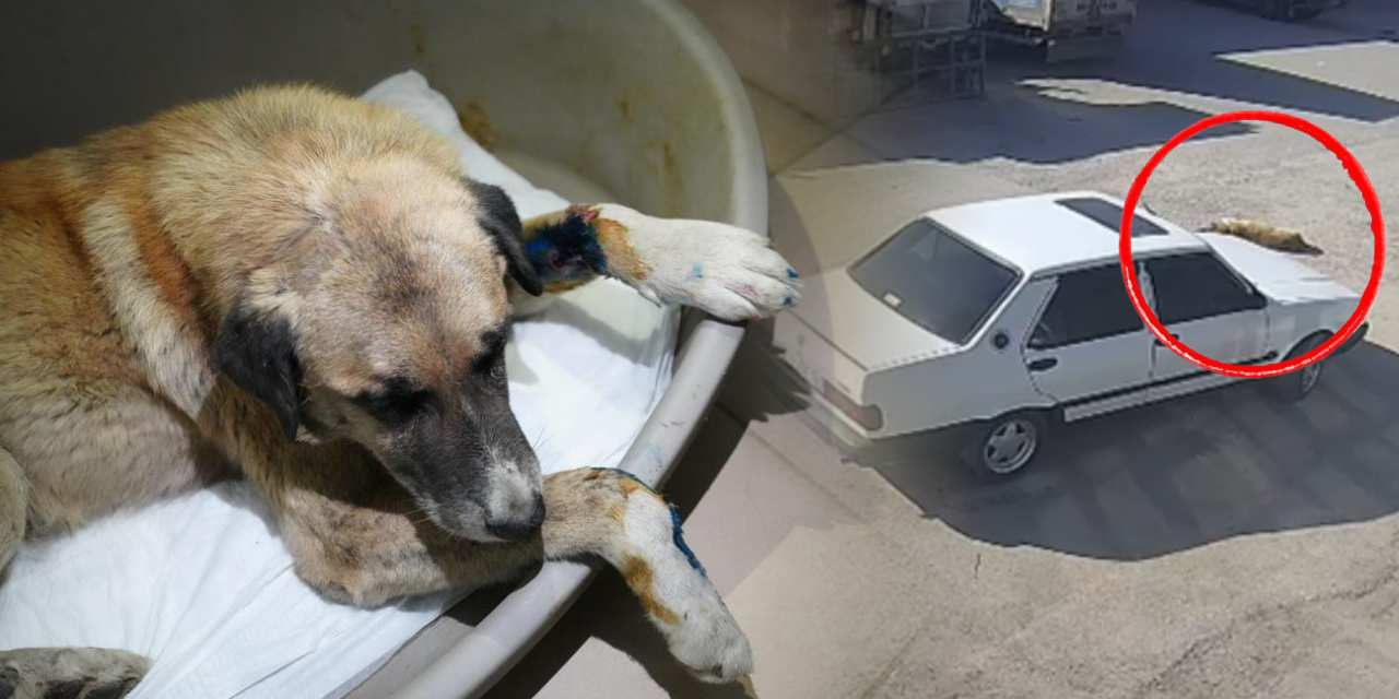 Yerde yatan köpeği aracıyla ezdi! Adli kontrolle serbest kaldı