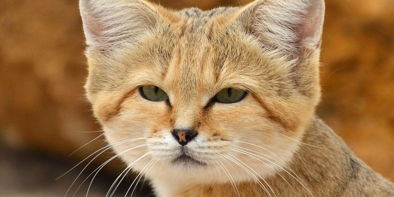 Su içmiyor, yılan yiyor, havlıyor: Bu nasıl kedi?