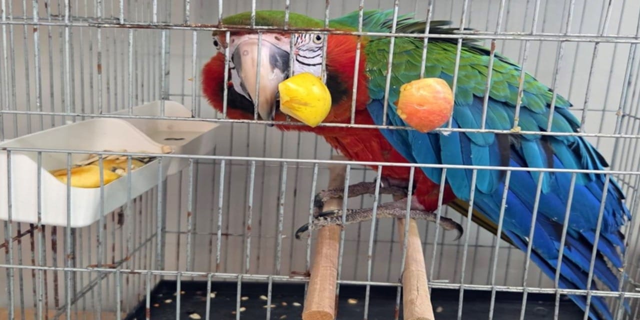 Dünyanın en zeki hayvanlarından 3’ü sınır kapısında bulundu