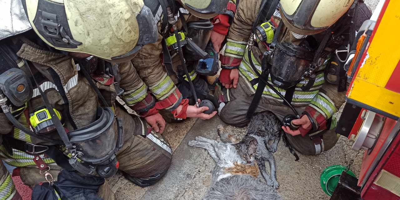 Ankara'da çıkan yangında dumandan etkilenen kediler kalp masajıyla hayata döndürüldü