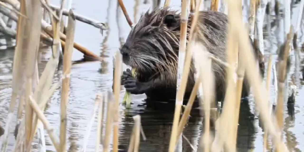 "Esrarengiz fare" olarak biliniyor: Ağrı Dağı eteklerindeki görüntülendi