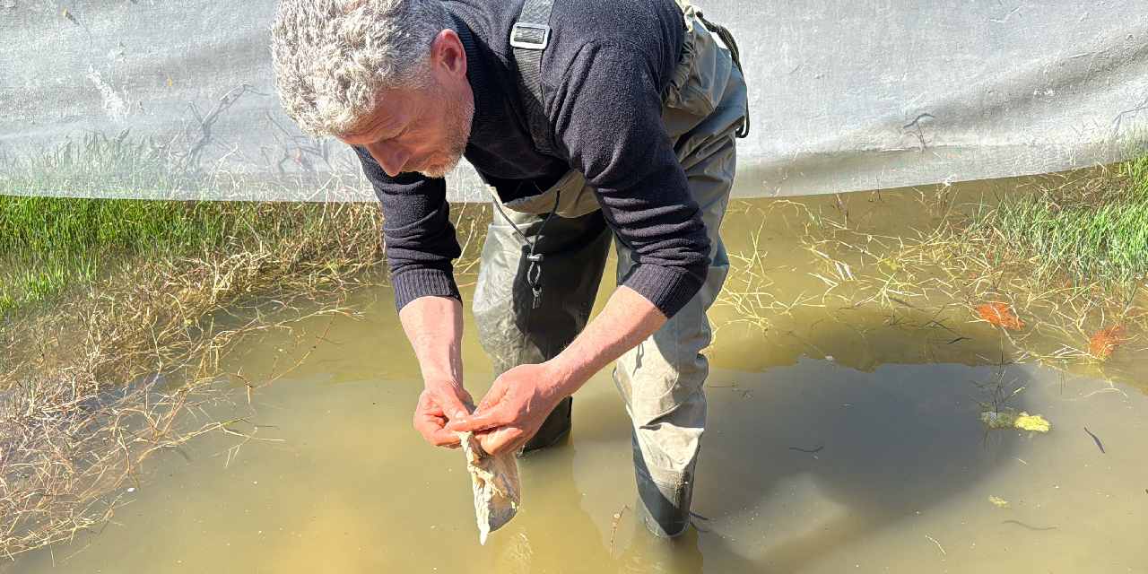 Soğuk suyun içinde saatlerce arıyor: Birçok hastalığın tedavisinde kullanılıyor