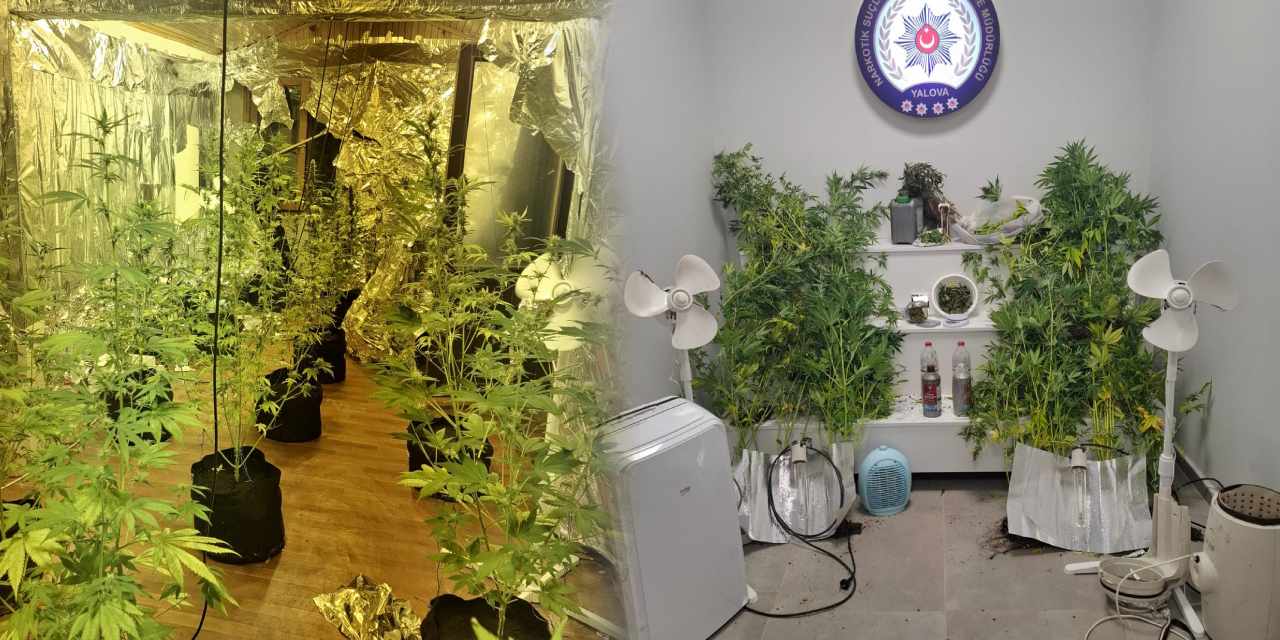 7 suçtan aranan firari hükümlü evinde uyuşturucu serası kurmuş!