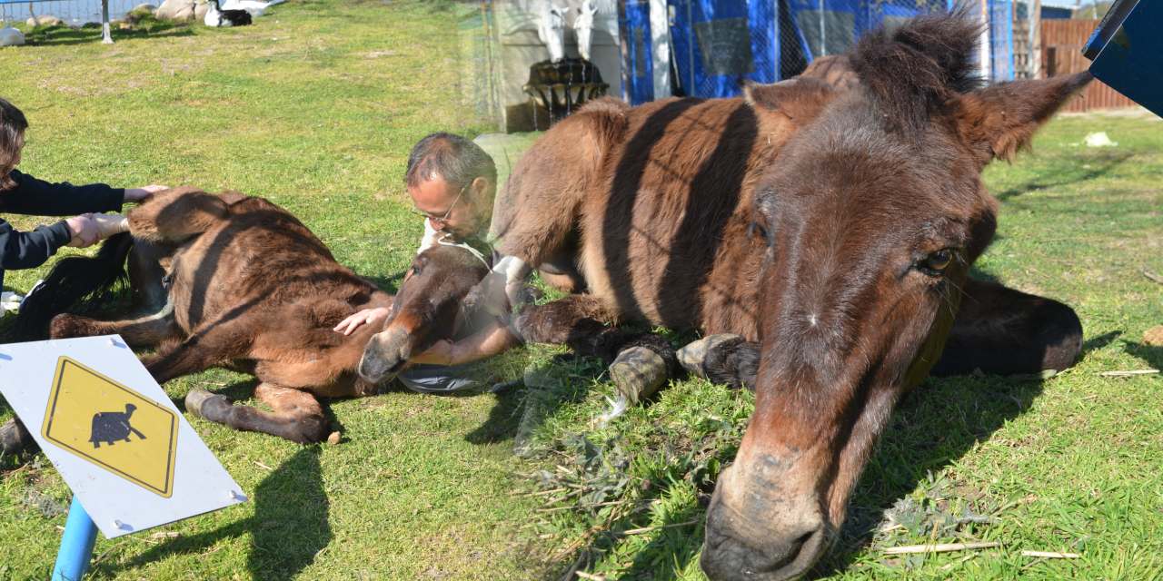 Ayağı kırıldı diye öldürülecekti! O katır artık 3 bacakla koşuyor