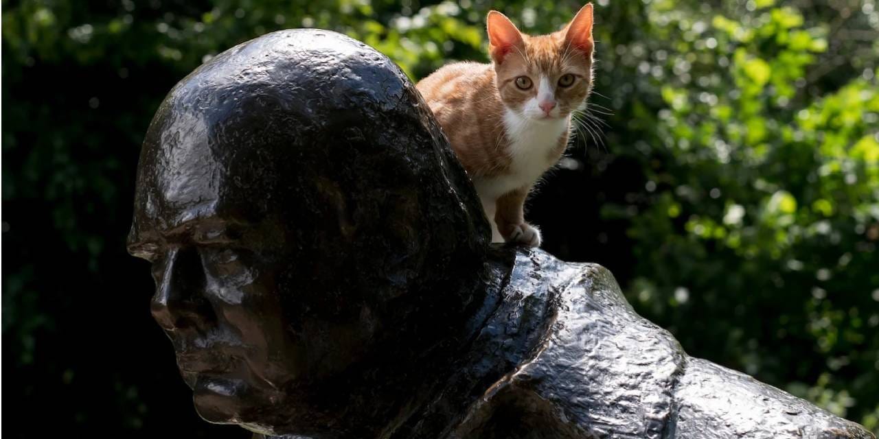 Liderlerin kalbi kedilerle yumuşar mı?