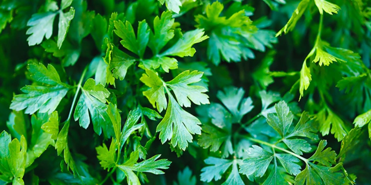 Böbrek taşı sancısı çekenler buraya: O sebze süreci kolaylaştırıyor