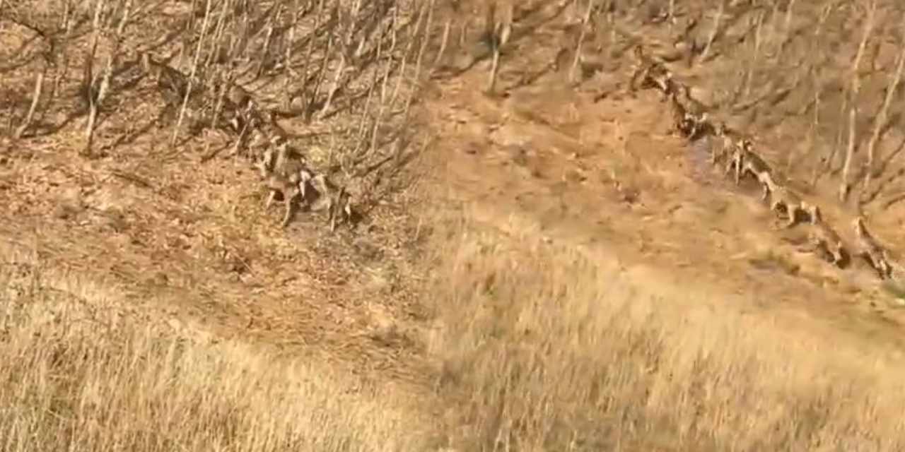 Türkiye'de çok ender görülen an! Birdenbire çıktılar asaletleri ile büyülediler