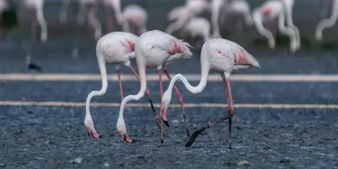 Flamingo cenneti artık ölüm çukuru gibi: Su çekildi yavrular tek tek öldü