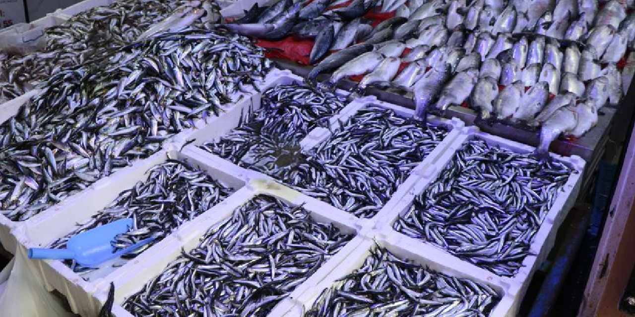 Bulgaristan açıklarında yoğun şekilde bulunuyor: Avlanarak piyasaya sunuluyor