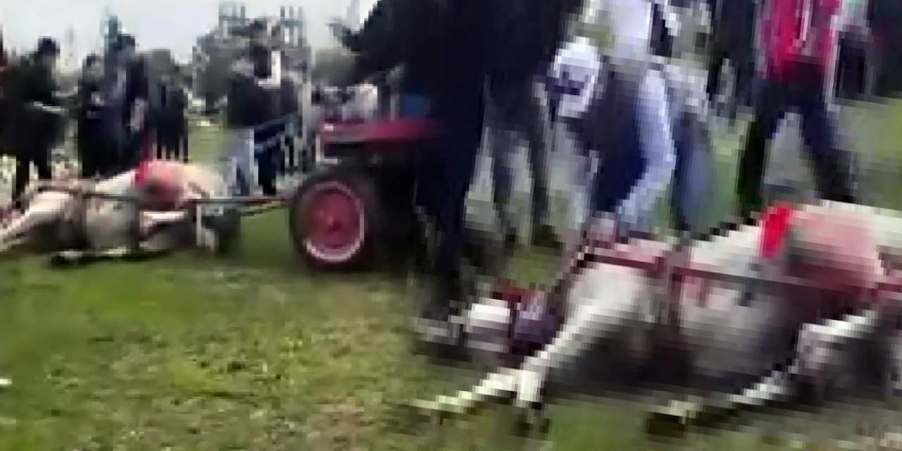 Koşmadığı gerekçesiyle atı bayıltana kadar dövdüler!