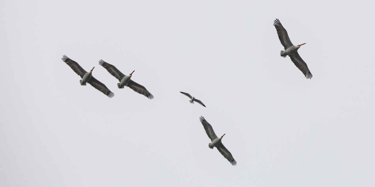 Dünyanın uçabilen en ağır kuşu Iğdır'da ortaya çıktı