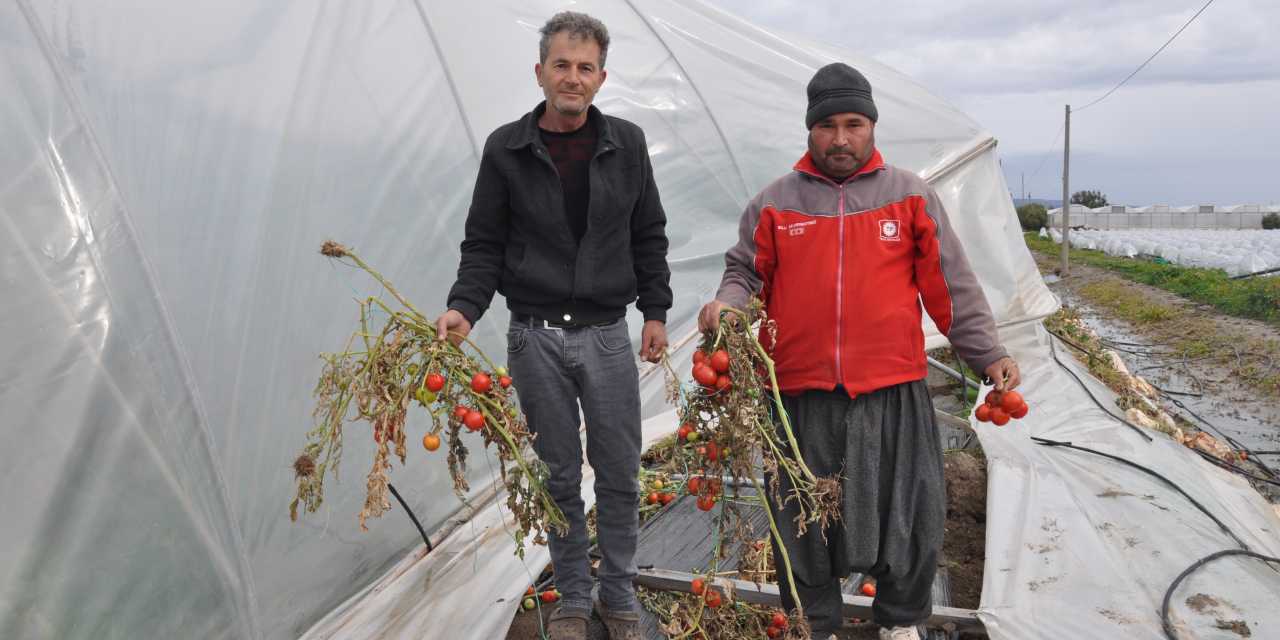 Mersin'de dolu çiftçinin geçim kaynağını vurdu! "Hepsi gitti çok mağdurum"