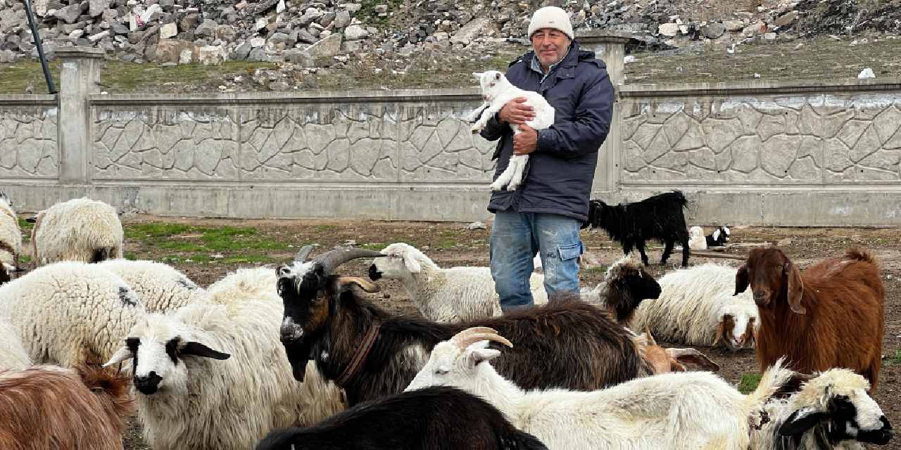 Yabani hayvanların saldırısına uğrayan 11 keçi öldü