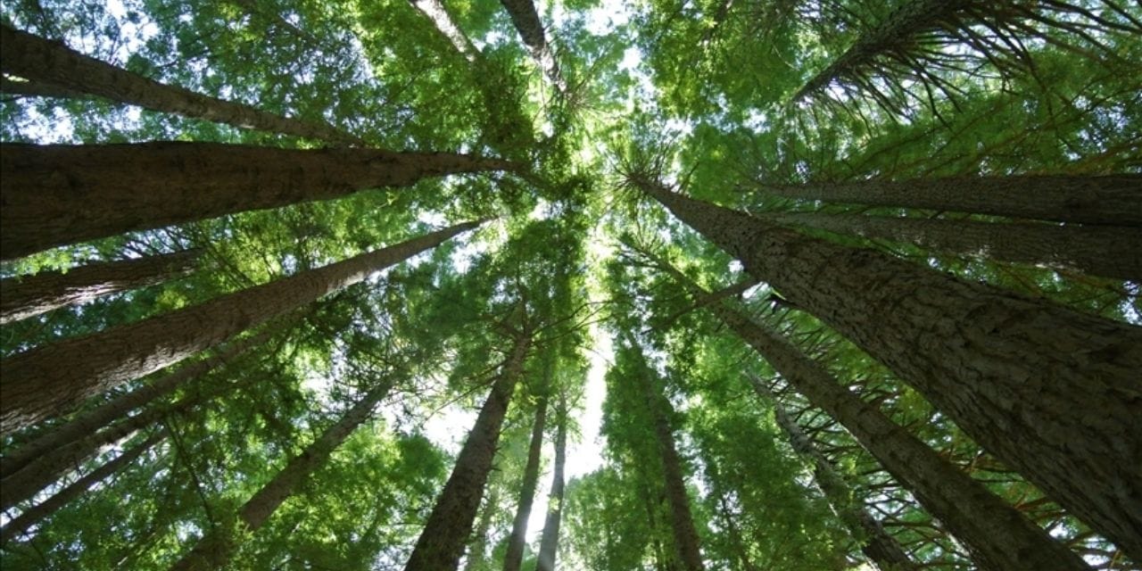 Ormanlar görünmez tehdit altında: Kirlilik gökten yağıyor