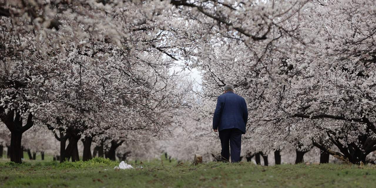 9 milyon ağaç bembeyaz oldu: Orman adeta gelinlik giydi
