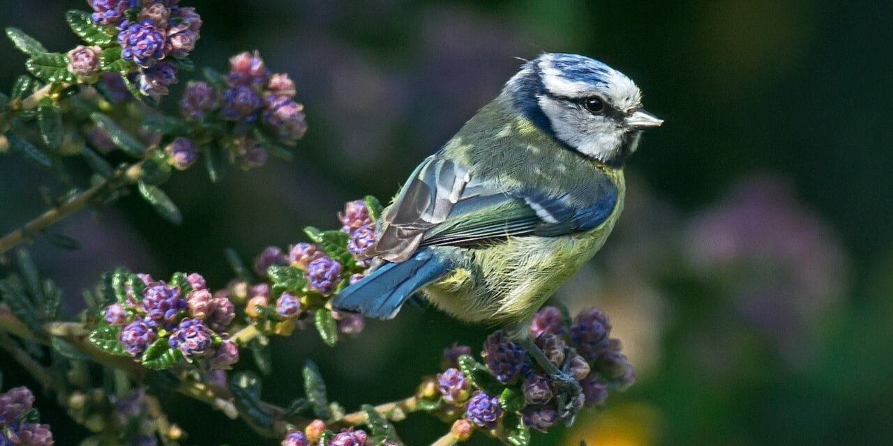 Mavi baştankaralar tiryaki çıktı: Yuvaları izmarit dolu