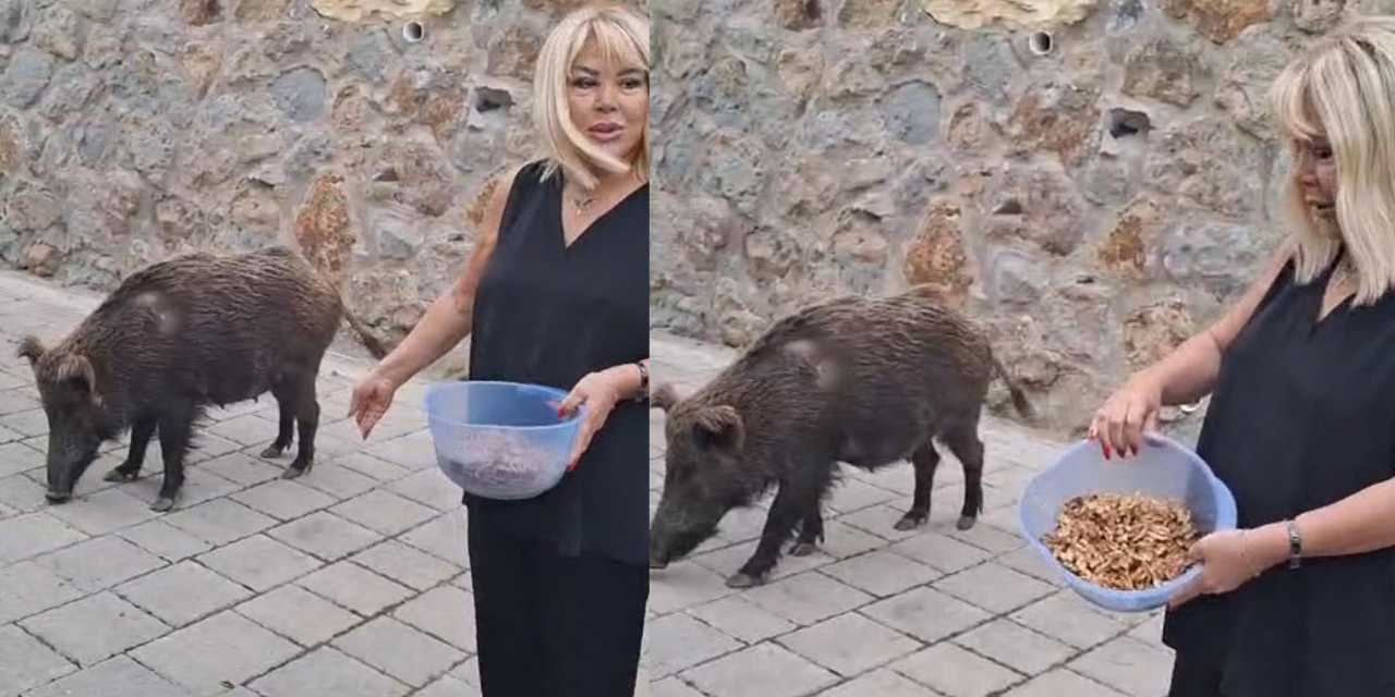 Safiye Soyman kapısına gelen yaban domuzunu elleriyle besledi