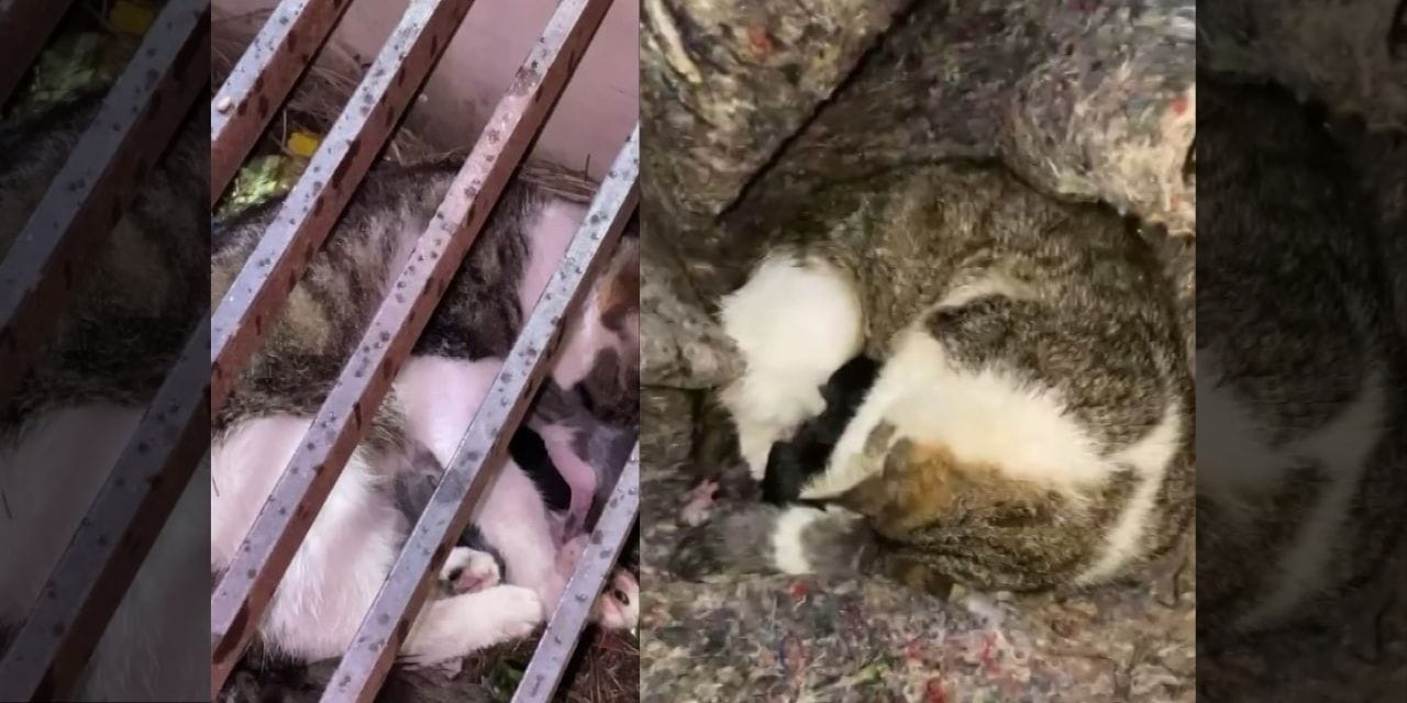 Mahsur kalan anne kedi ve yavruları kurtarıldı