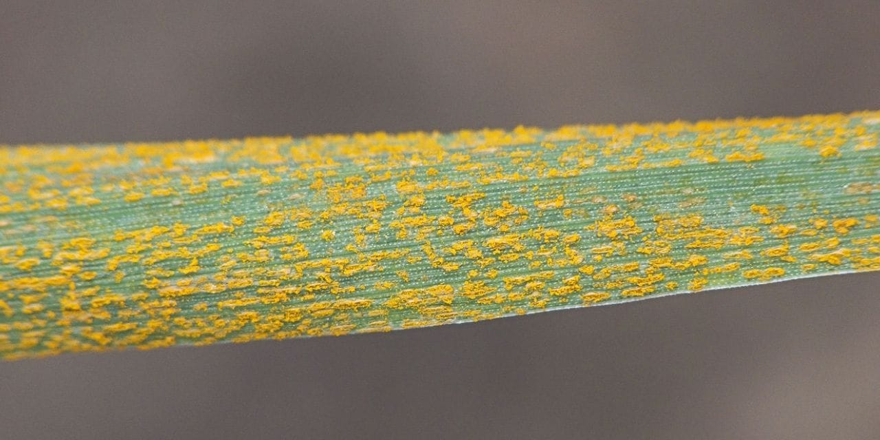 Çiftçinin korkulu rüyası geri döndü: Hasat çökertiyor