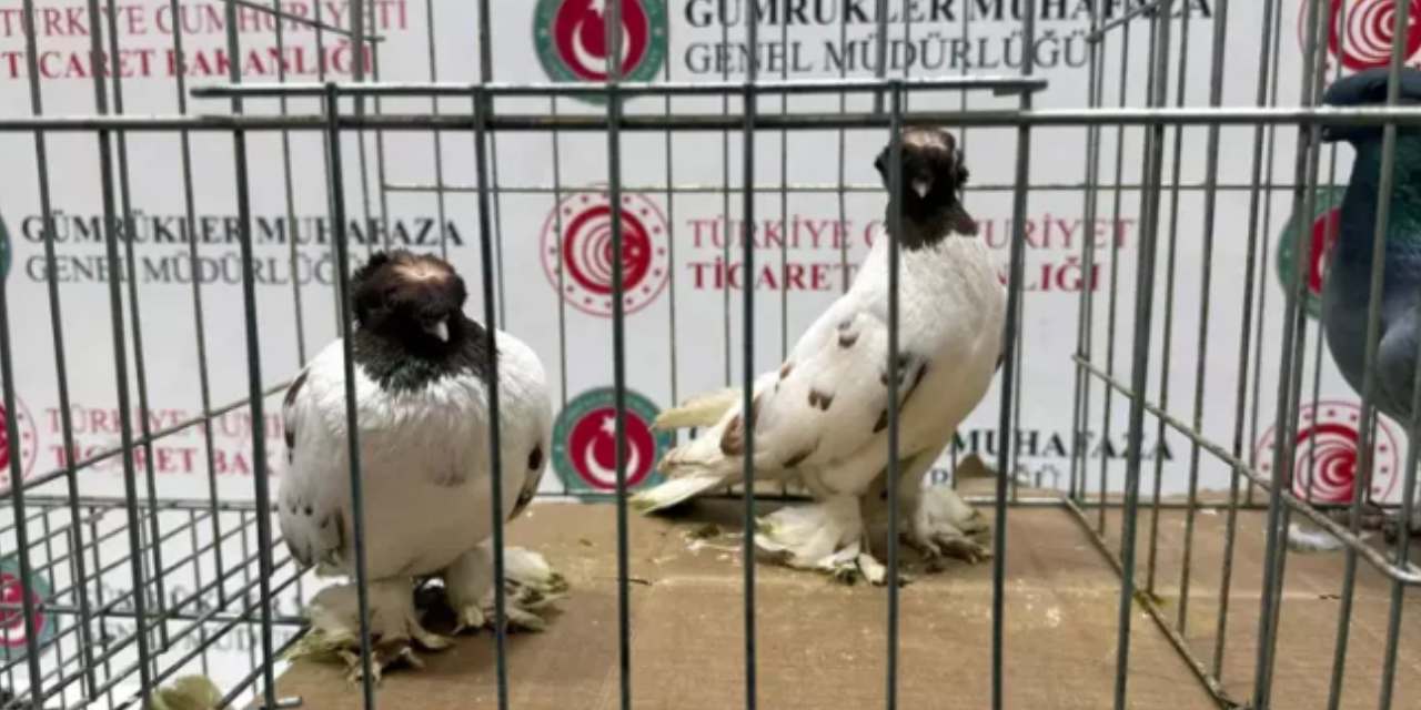 Sınırda kaçak hayvan operasyonu: Minibüsten 2 alpaka ve onlarca kuş çıktı