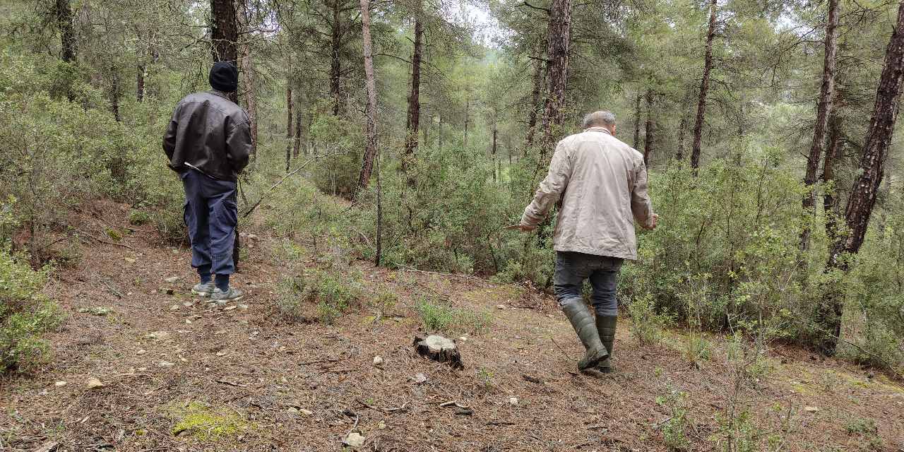 Doğada kendiliğinden yetişiyor günlerce arıyorlar! Görenler altın bulmuş gibi seviniyor