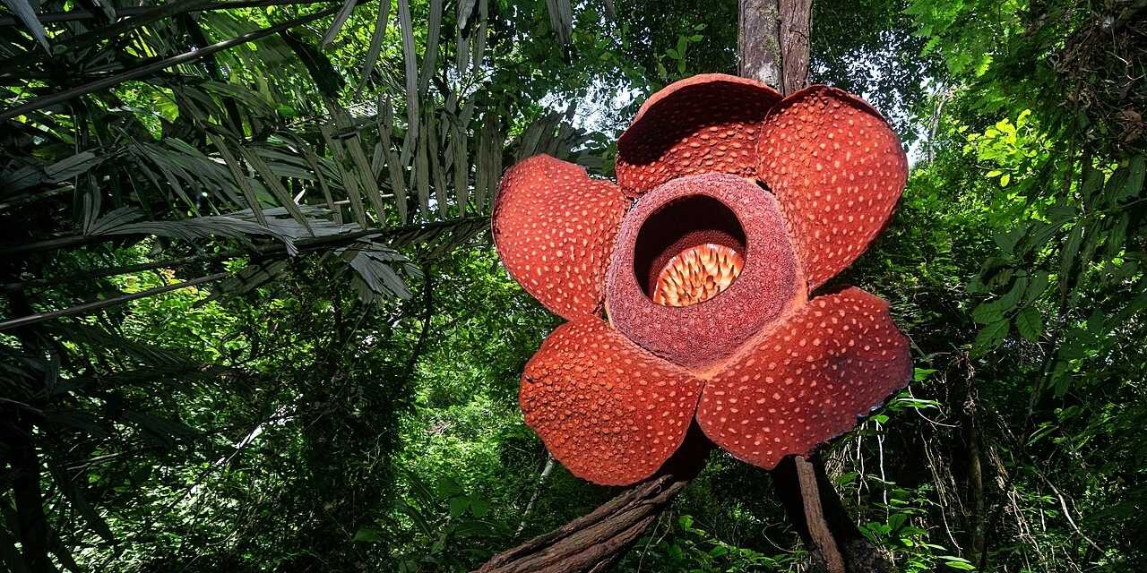 Boyu traktör tekerleği kadar: Koklayan bin pişman