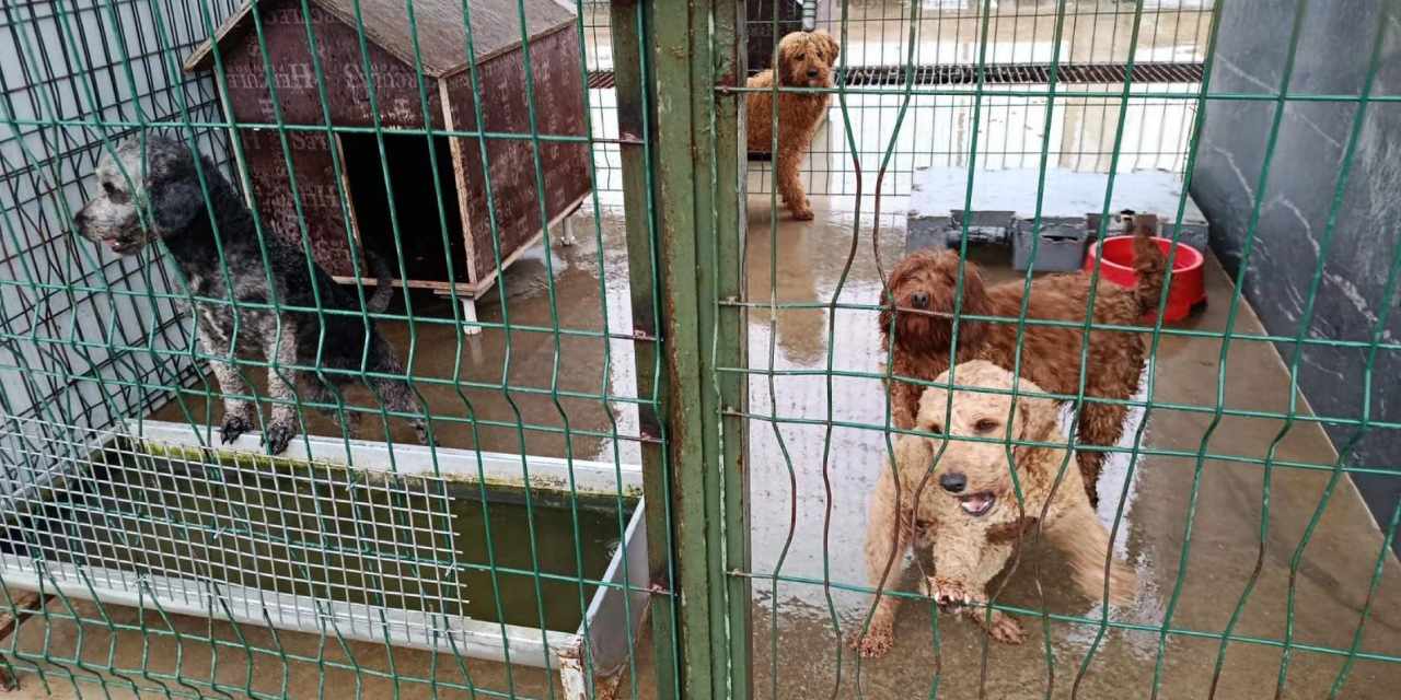 Edirne’de kaçak köpek çiftliğine operasyon: 88 Poodle kurtarıldı