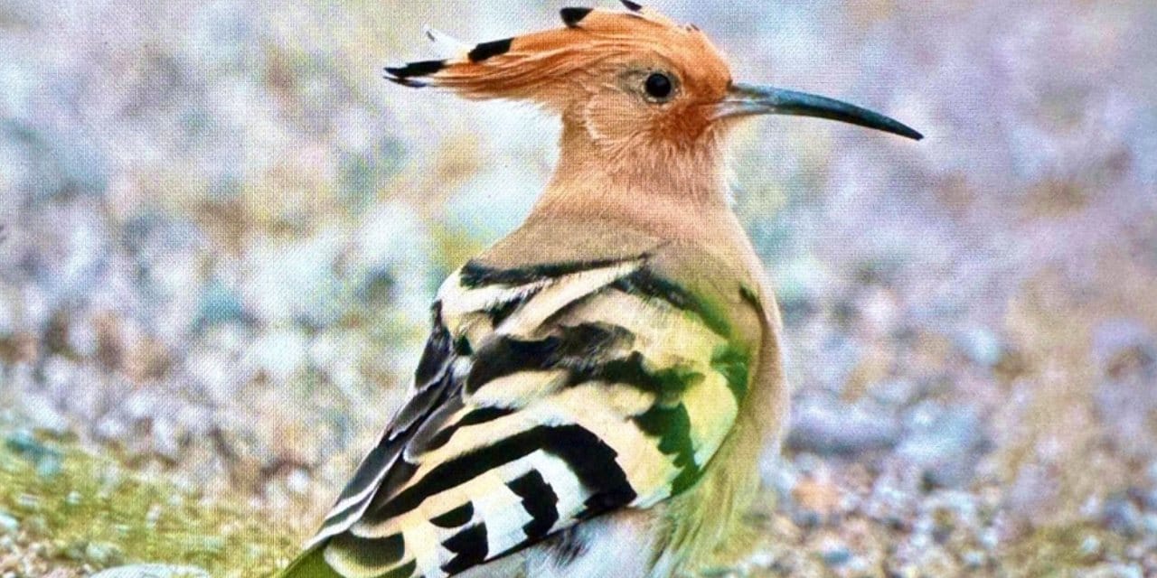 Antalya nadir kuşlarla dolup taşıyor: 3 günde 103 tür fotoğraflandı