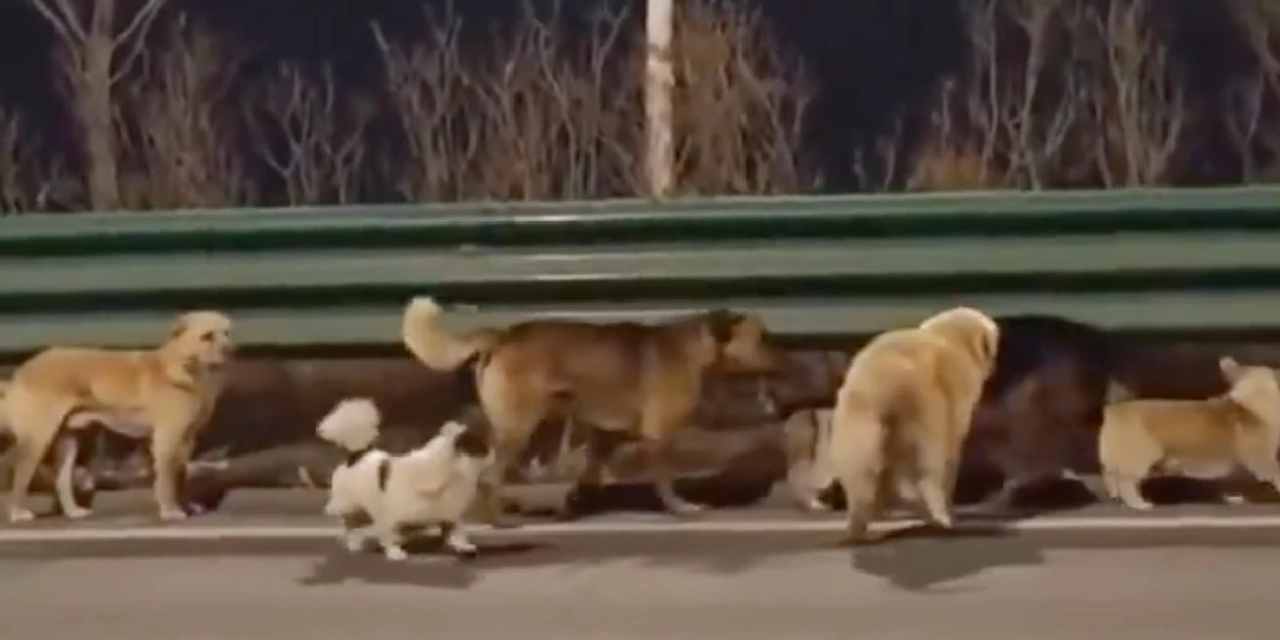 Çalınan 7 köpek organize olup hırsızların kamyonundan kaçtı: 17 km yürüyüp eve geri döndüler