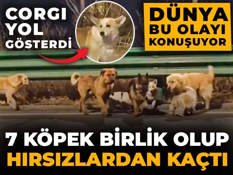Çalınan 7 köpek organize olup hırsızların kamyonundan kaçtı: 17 km yürüyüp eve geri döndüler