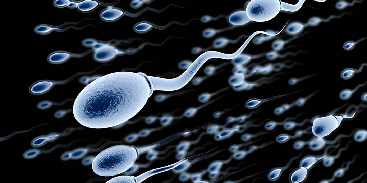 Uzun süre bekletilen sperm kalitesini kaybediyor: Oxford araştırması ezber bozdu