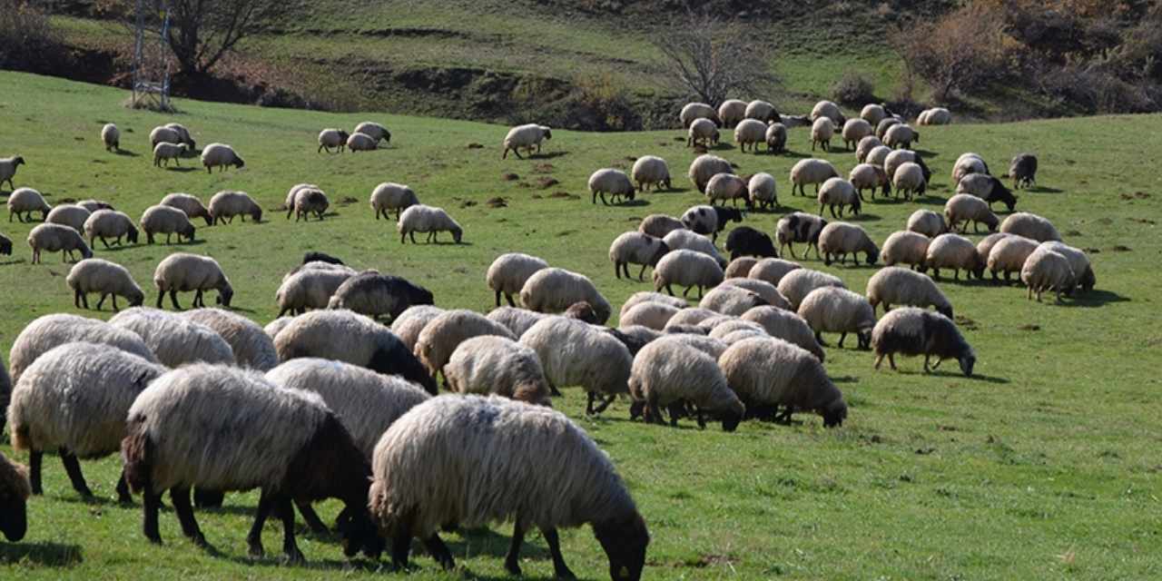 Hayvancılıkta devrim: Yapay zeka tasmalarıyla sürüler tek komutla yönetiliyor