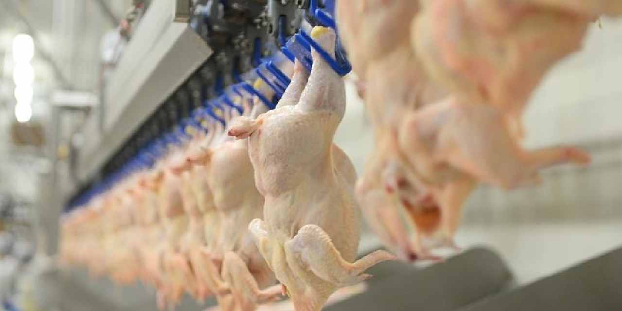 Herkesin bildiği tavukçu sudan ucuza satılıyor