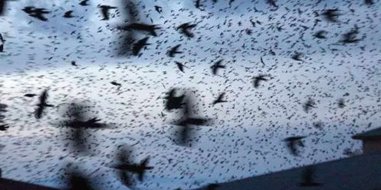 Tel Aviv'de karga istilası! Gökyüzü simsiyah oldu