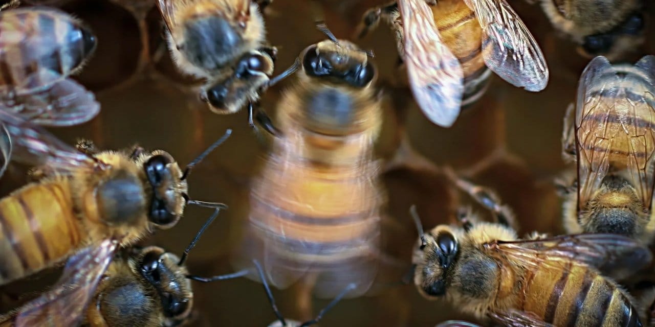 Alkışlarla yaşıyorlar: Dans pistinde izlenmek istiyorlar