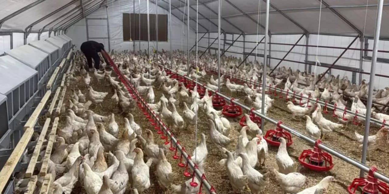 100 kişiden 95’i, “Bu iş yapılmaz” dedi: 1000 kapasiteli o işi kurdu