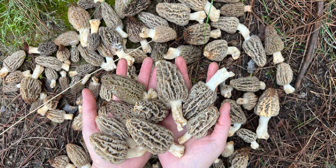 Sadece bir ilçenin dağlarında kendi kendine yetişiyor: Kilosu 3 bin lira ama kapış kapış satılıyor