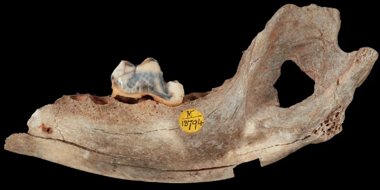 Tarihin evcil ilk köpeği Pınarbaşı'nda bulundu: tam 16 bin yıl yaşında