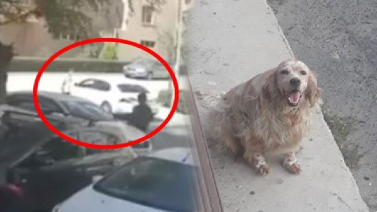 Defalarca üzerinden geçti! AKP'li Belediye Meclis Üyesi köpeği ezerek öldürdü