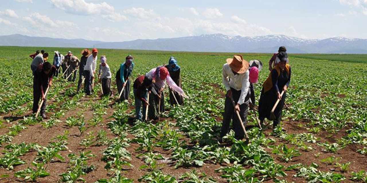 Mevsimlik işçilikte cinsiyet eşitsizliği: Kadın ve erkek işçi arasındaki maaş farkı büyüyor!