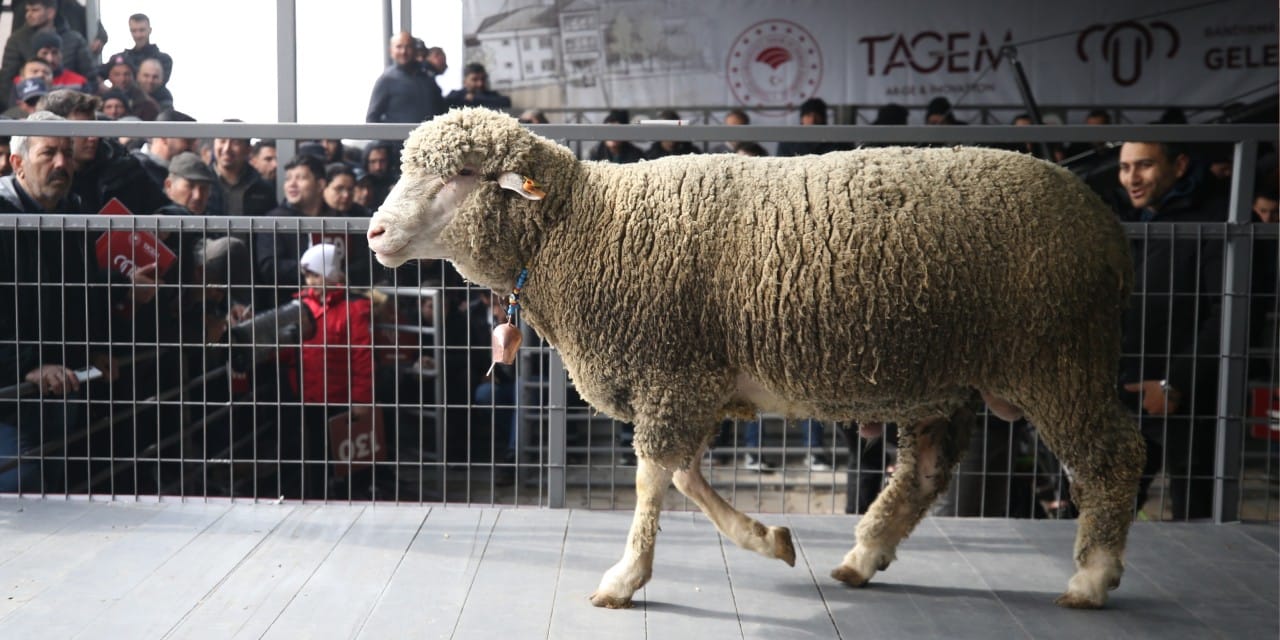 Bir koç, 1 milyon 110 bin liraya satıldı