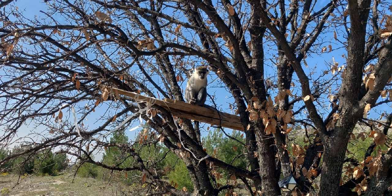 Arıcı ağaçta görünce şaşkına döndü: Hemen ekiplere haber verdi