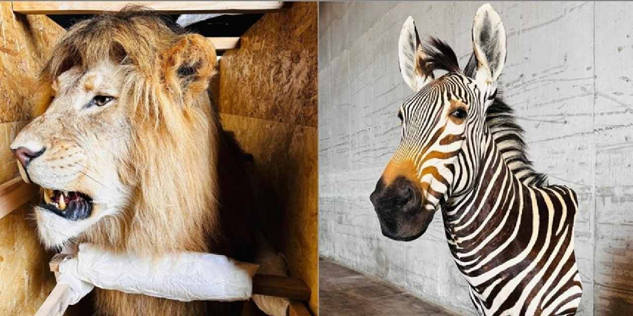 Aslan, Nil timsahı, dağ zebrası ve su aygırı Trabzon'da kurtarıldı