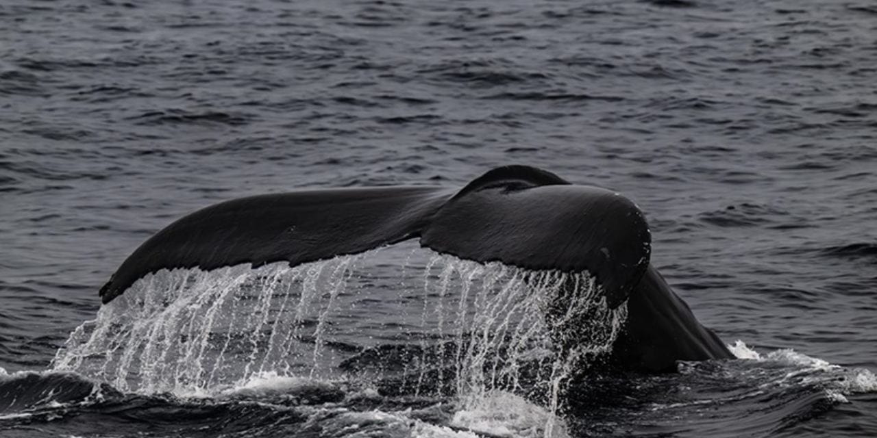 Tüm Almanya mahsur kalan balina için nefesini tuttu! Derisi dökülen ihtiyar yaşam savaşı veriyor